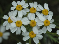 Tanacetum ferulaceum