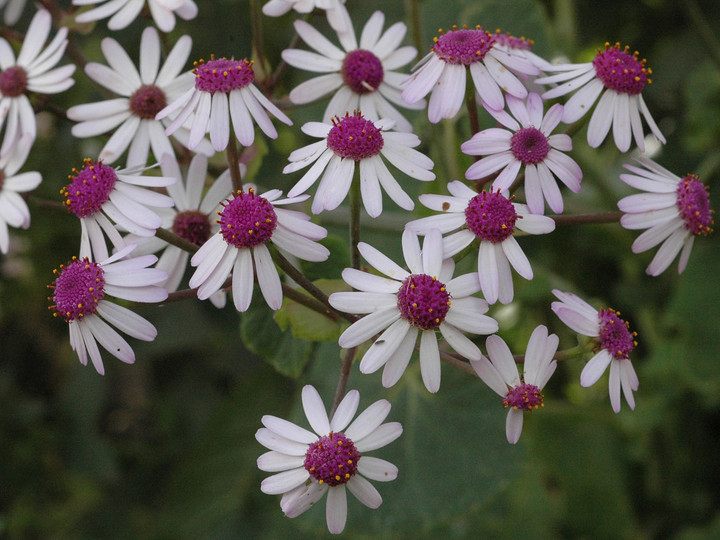 Pericallis webbii