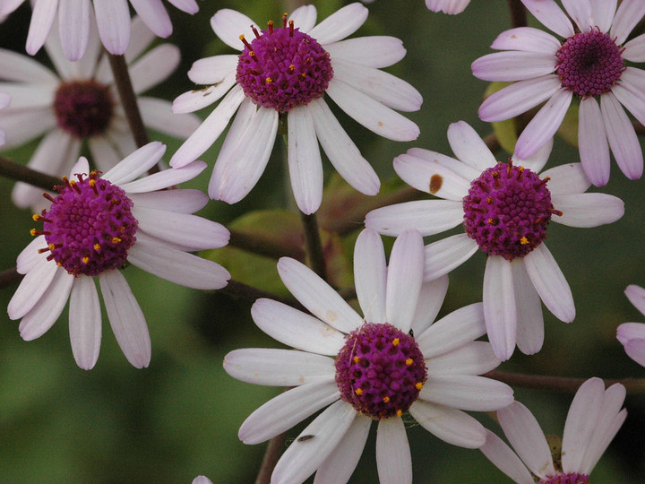 Pericallis webbii