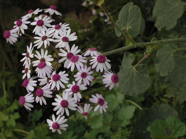 Pericallis webbii