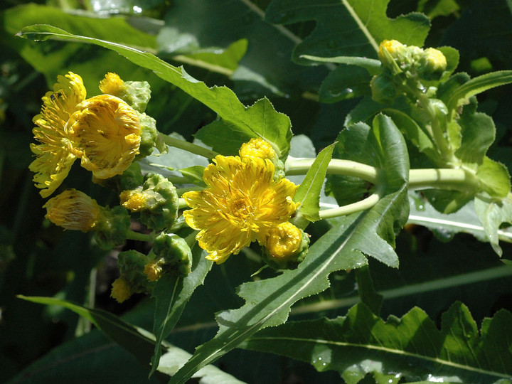 Sonchus congestus