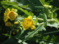 Sonchus congestus