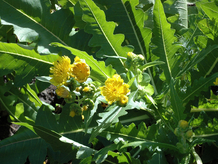 Sonchus congestus