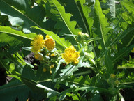 Sonchus congestus