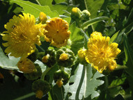 Sonchus congestus