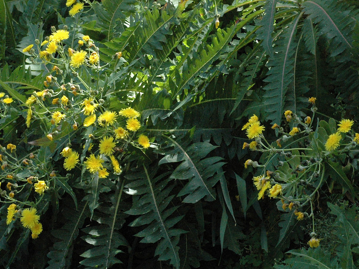 Sonchus canariensis