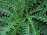 Sonchus canariensis