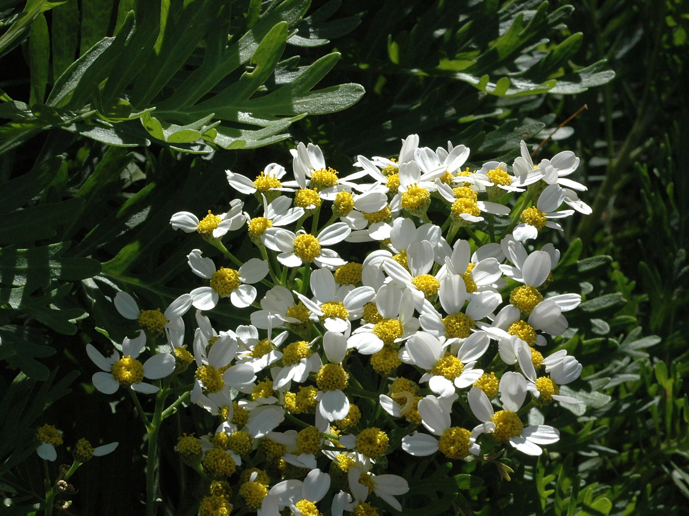Tanacetum ferulaceum