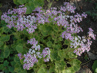 Pericallis webbii