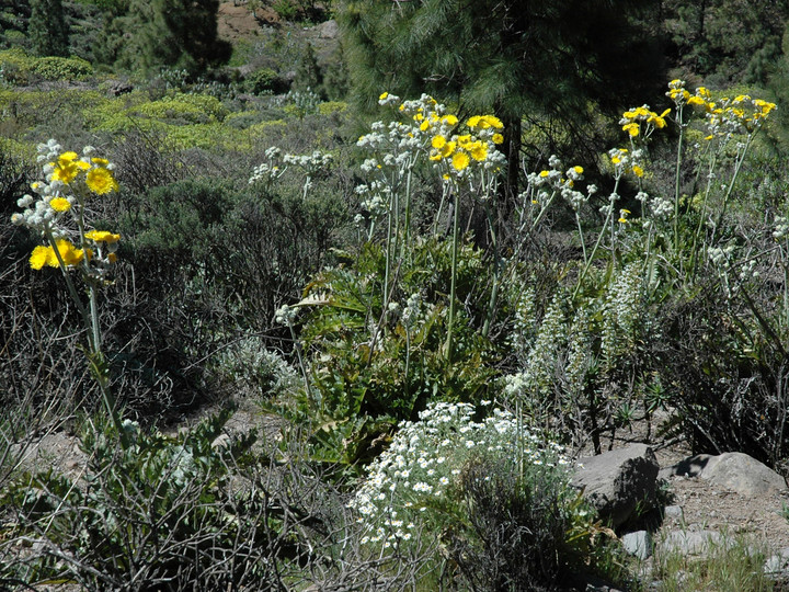 Sonchus acaulis