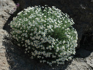 Argyranthemum sp.