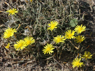 Launaea arborescens