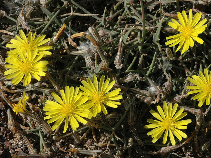 Launaea arborescens