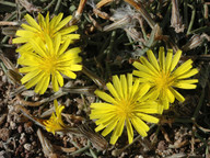 Launaea arborescens