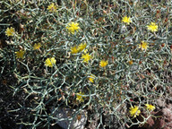 Launaea arborescens