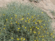 Launaea arborescens