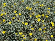 Launaea arborescens