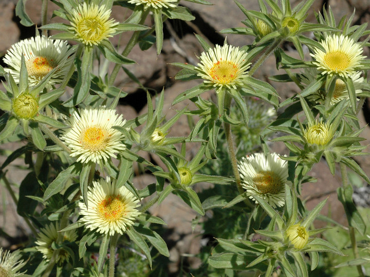 Pallenis spinosa