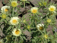 Pallenis spinosa