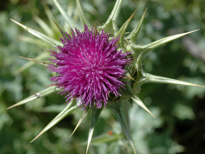 Silybum marianum