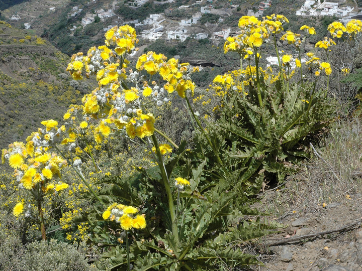 Sonchus acaulis