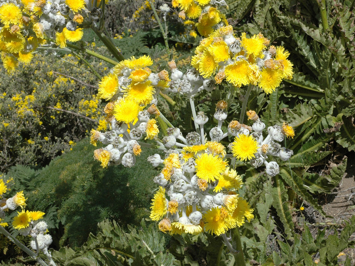 Sonchus acaulis