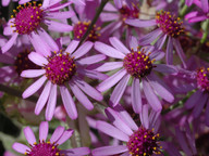 Pericallis webbii