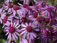 Pericallis webbii