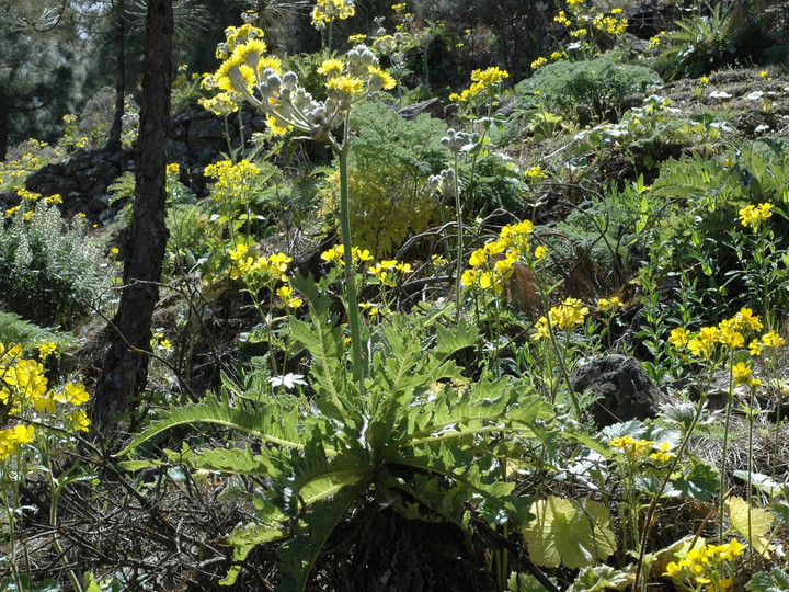 Sonchus acaulis