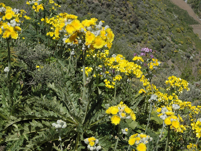 Sonchus acaulis