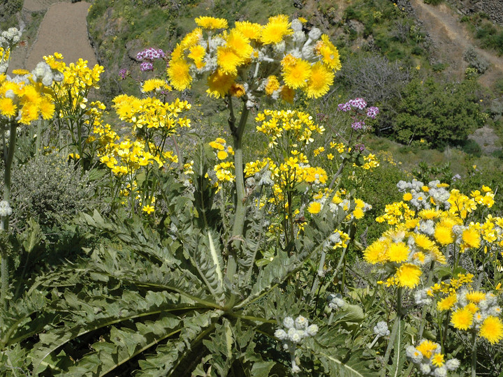 Sonchus acaulis