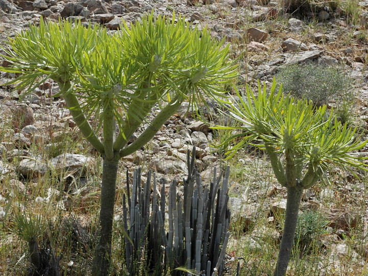 Kleinia neriifolia