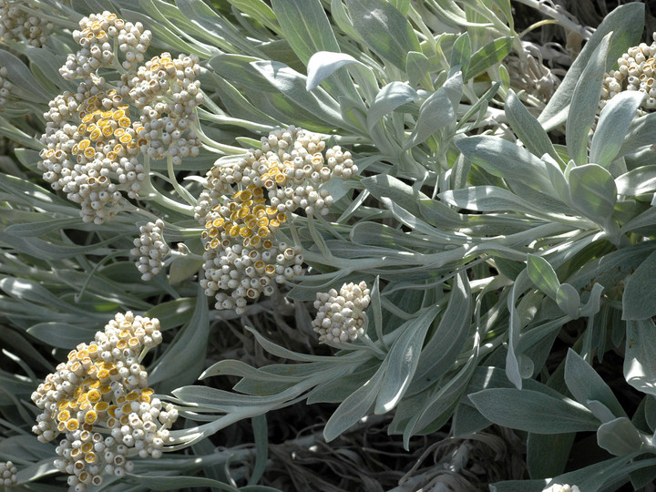 Helichrysum gossypinum