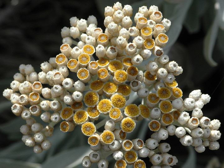 Helichrysum gossypinum