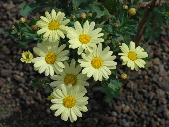 Argyranthemum maderense