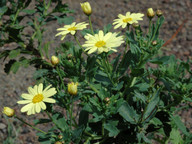 Argyranthemum maderense