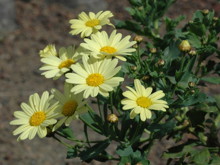 Argyranthemum maderense