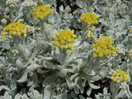 Helichrysum gossypinum