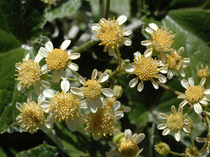 Pericallis appendiculata