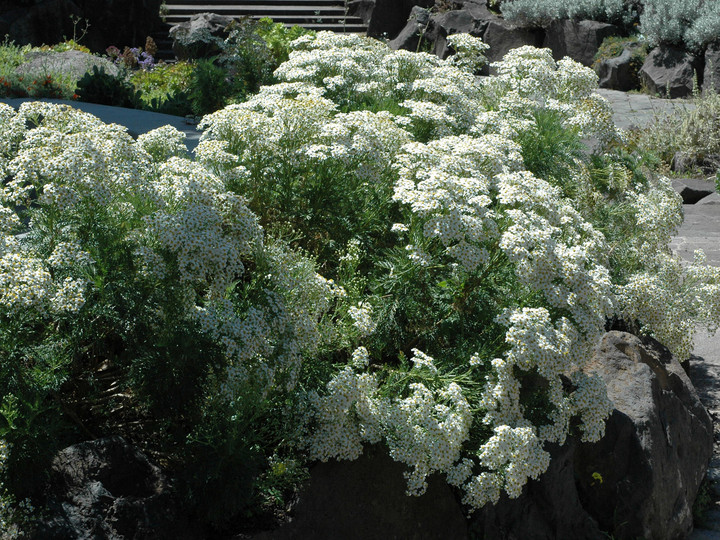 Tanacetum ferulaceum