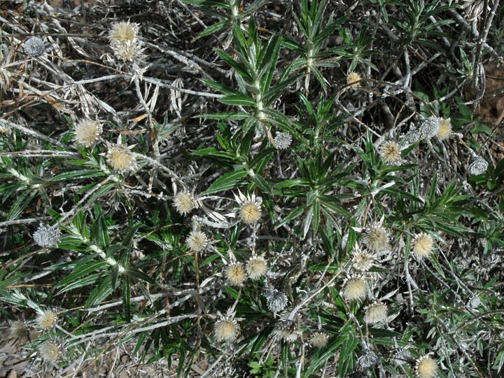 Carlina salicifolia