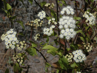 Ageratina adenophora