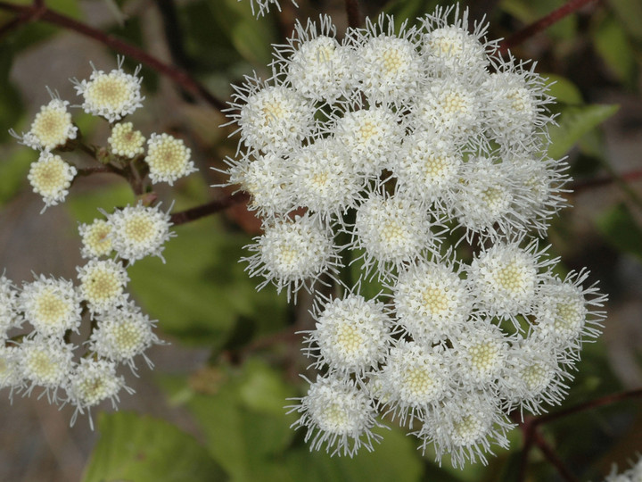 Ageratina adenophora