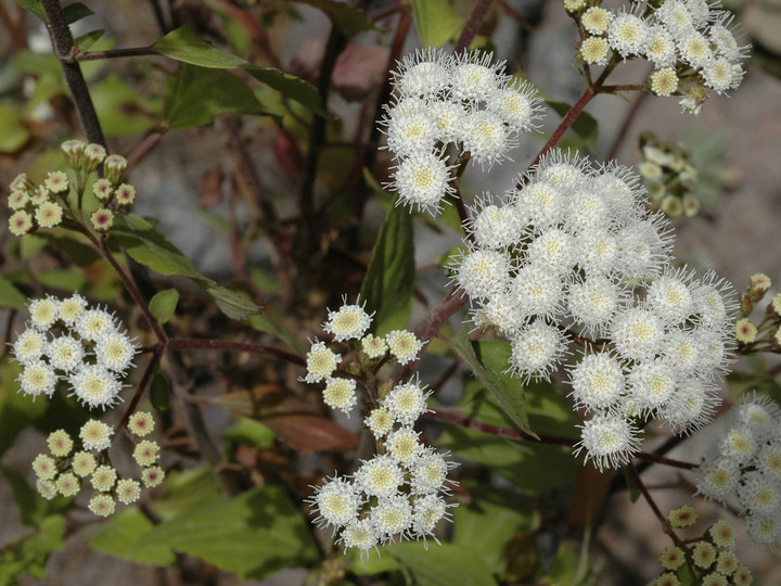 Ageratina adenophora