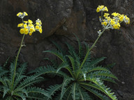 Sonchus acaulis