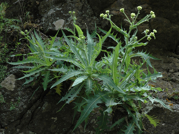 Babcockia platylepis