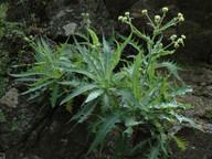 Babcockia platylepis