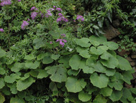 Pericallis webbii