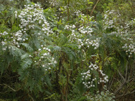 Sonchus canariensis