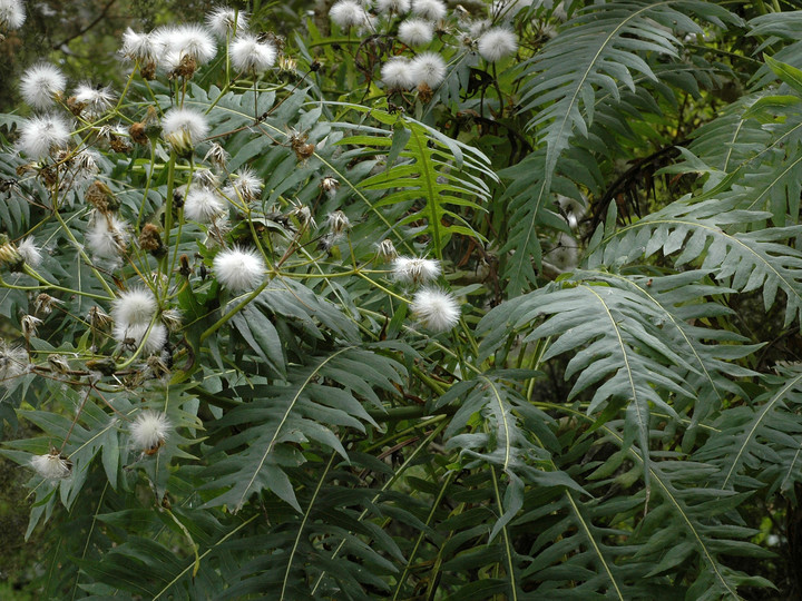 Sonchus canariensis